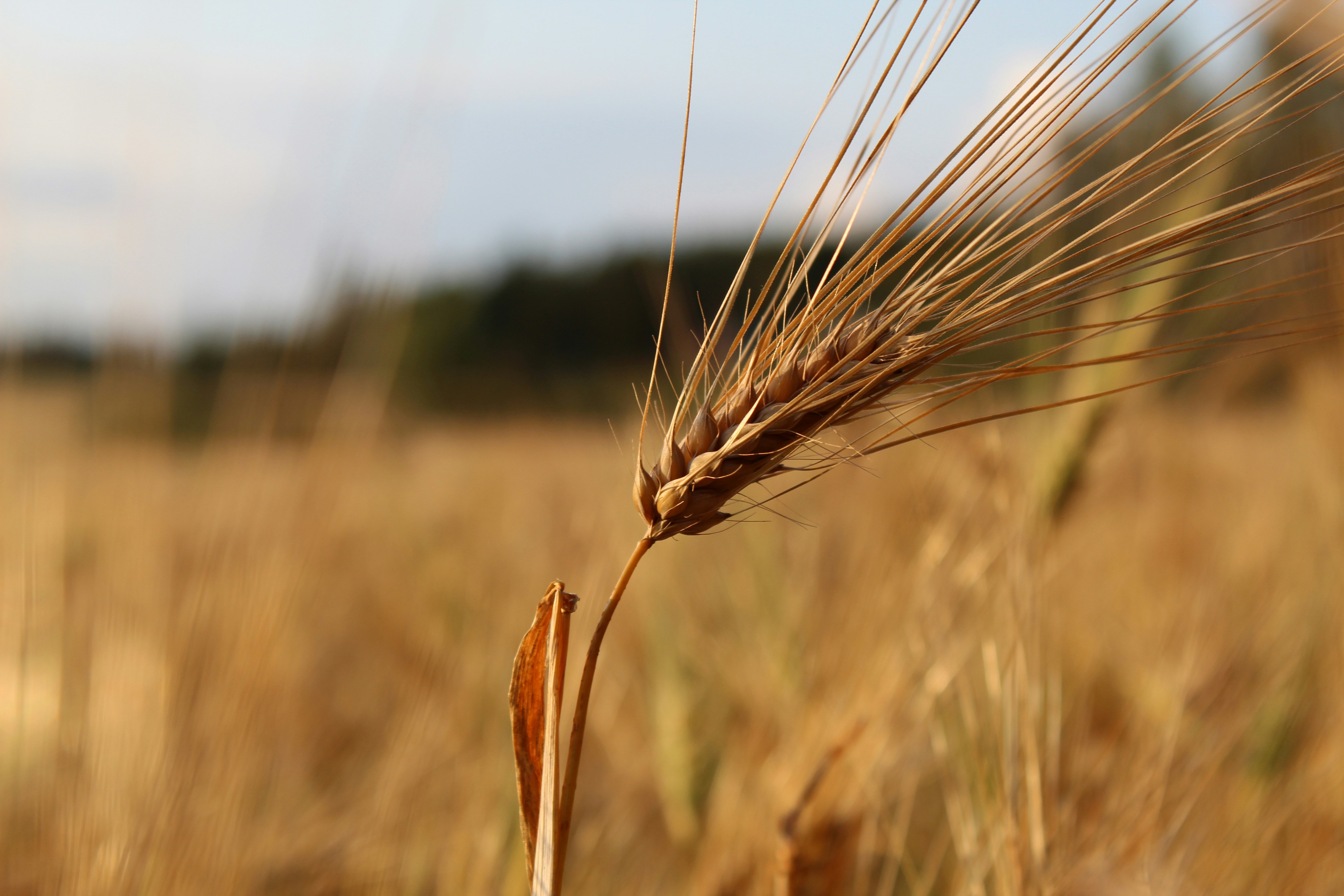 wheat field during day